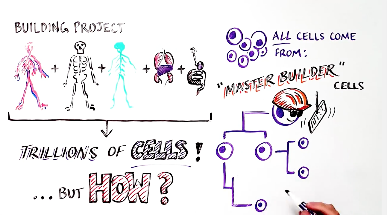 VIDEO What are stem cells and why are they important? Changing Medicine. Changing Lives